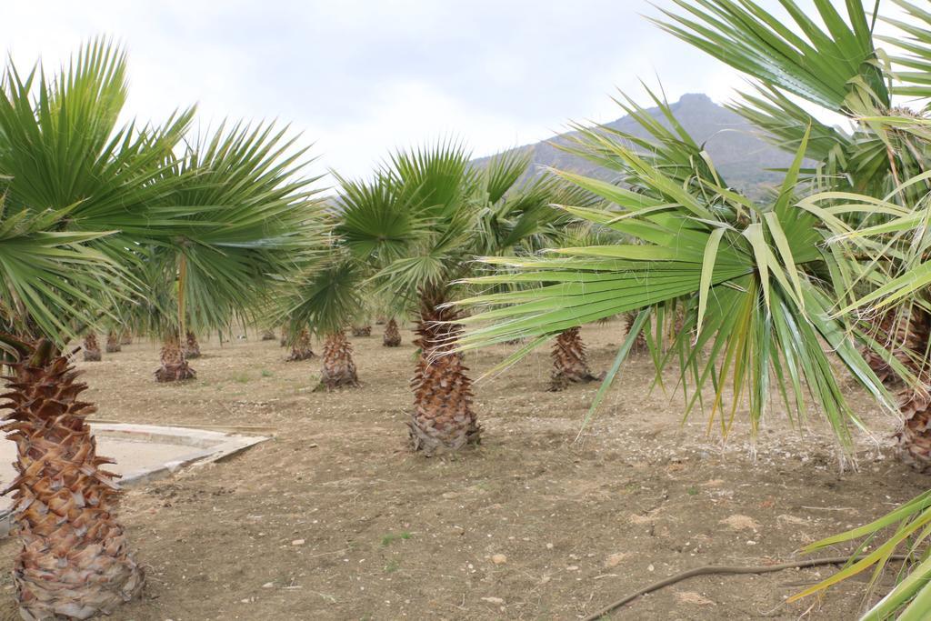 Villa Delle Palme Delfina ตราปานี ภายนอก รูปภาพ